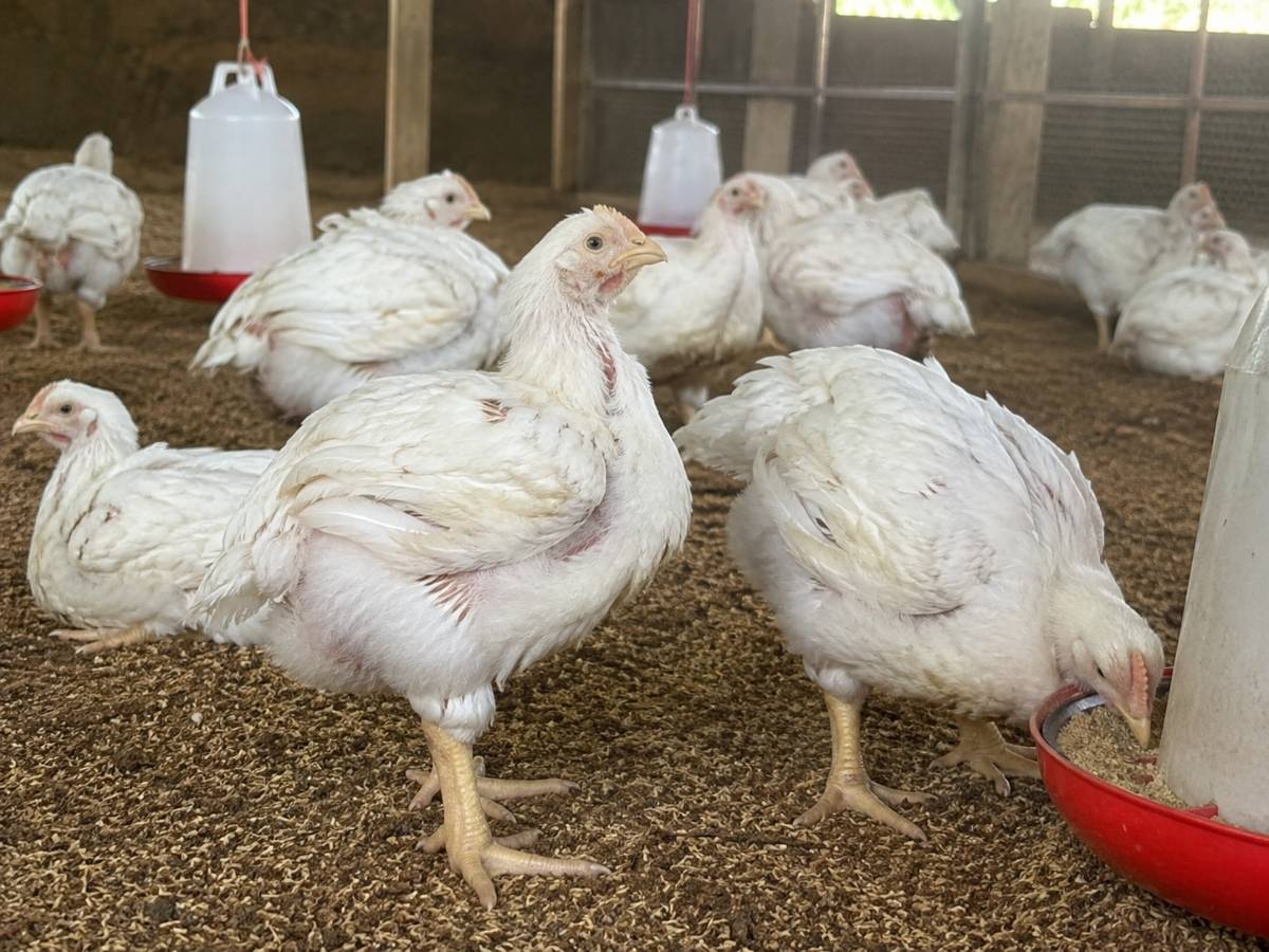 4-Week Broilers