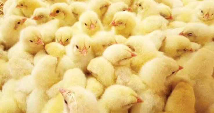 Day-Old Chicks
