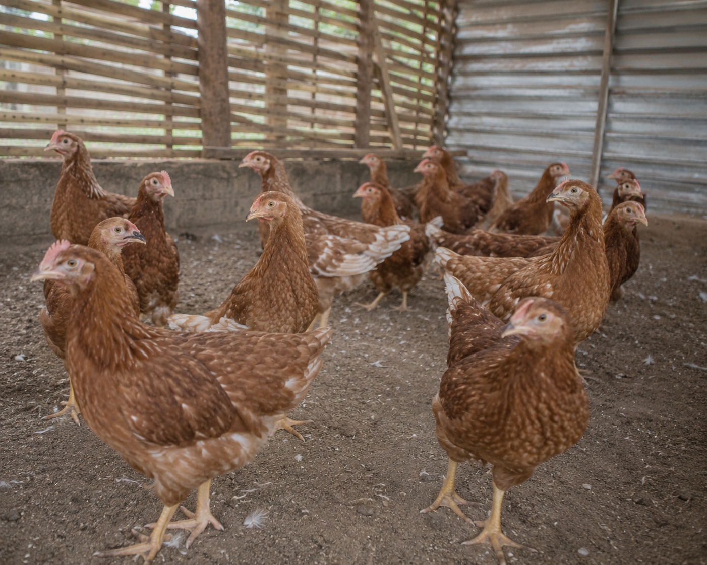 Point-of-Lay Pullets