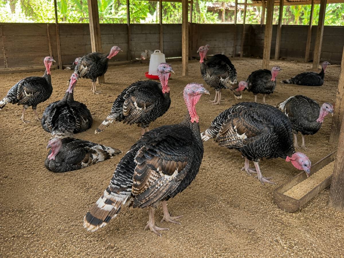 Local Turkeys