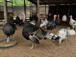 Turkeys